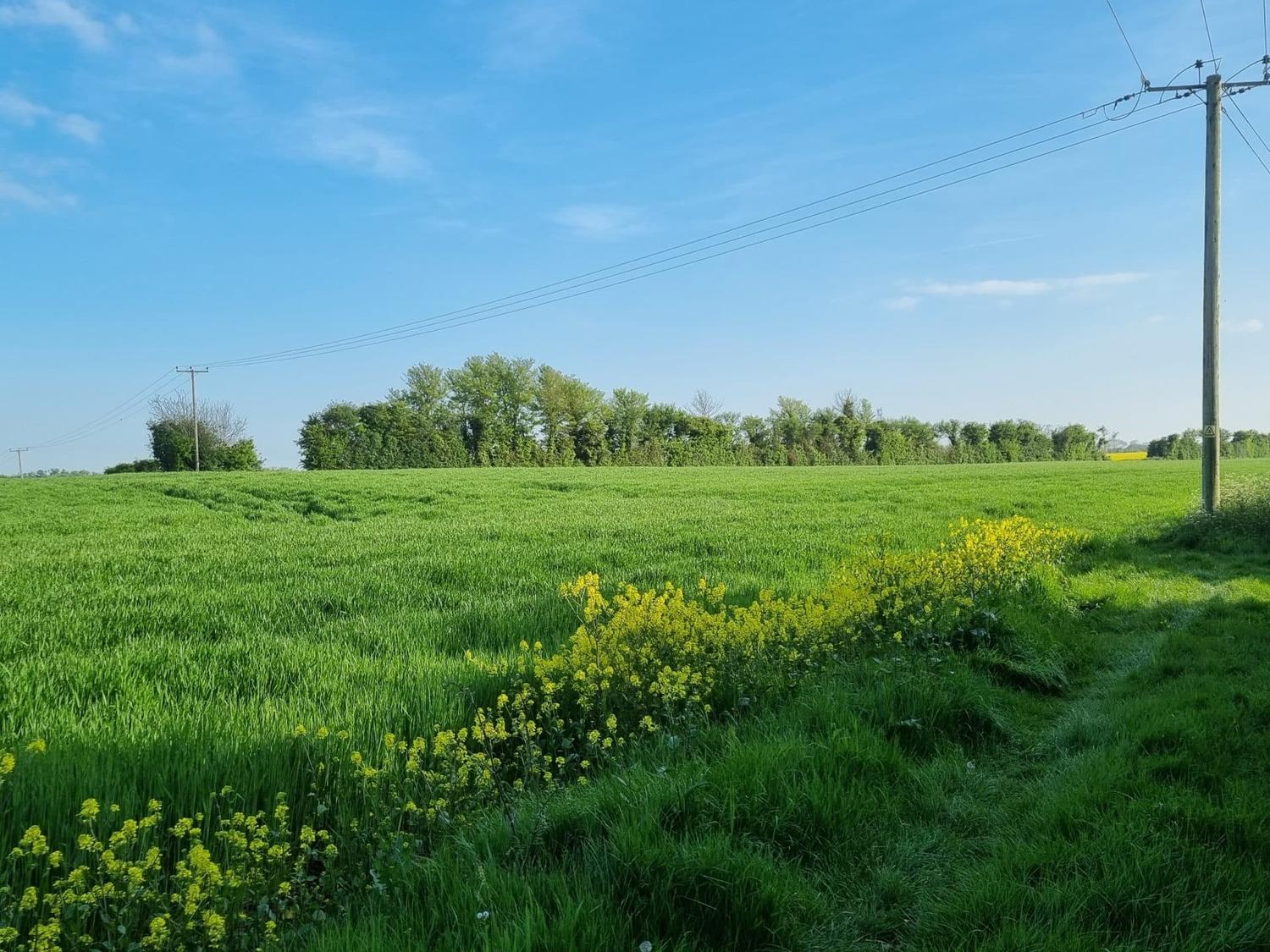 Green field with yellow wildflowers, a line of trees and overhead power lines under a blue sky.